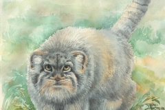 Манул