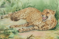 Отдых-гепарда